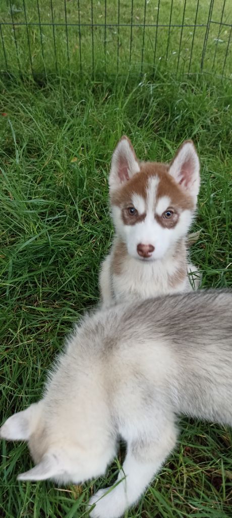 Chiots disponibles de suite et à la réservation 
