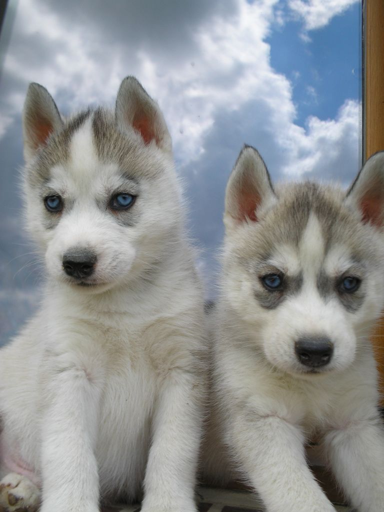 Nos Husky de Sibérie 