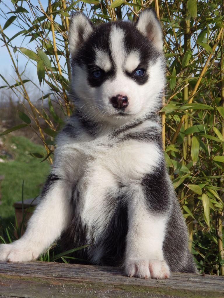 Chiots nés chez nous