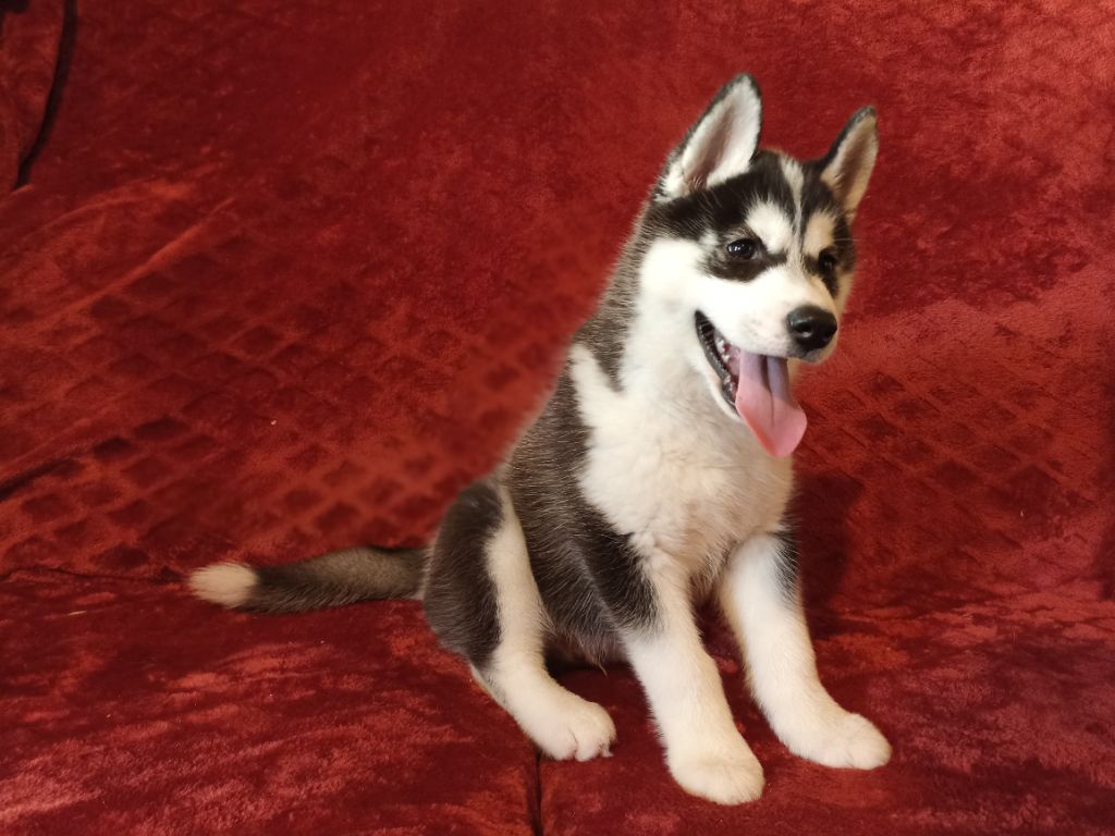 Chiot Siberian Husky Laure Monvoisin