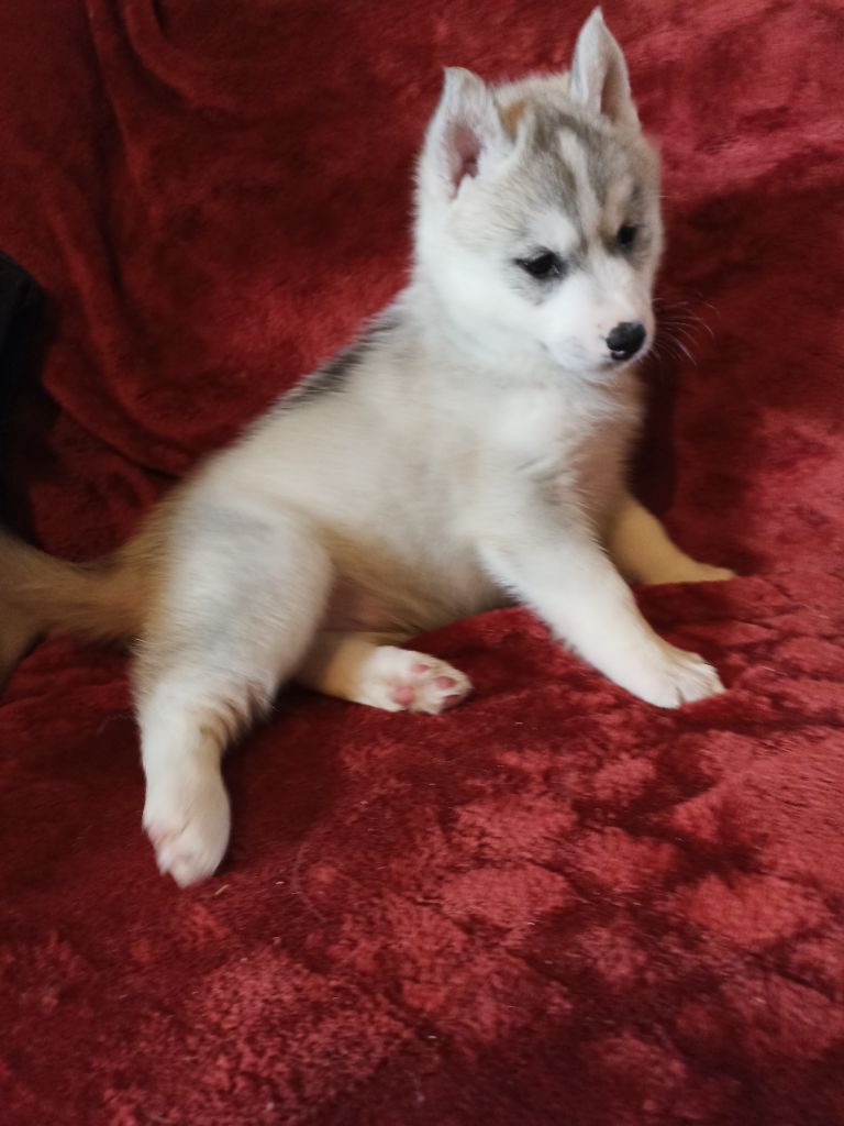 Laure Monvoisin - Chiots disponibles - Siberian Husky