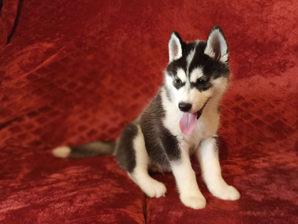 Laure Monvoisin - Chiots disponibles - Siberian Husky